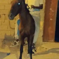 فروش اسب نر