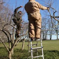 هرس باغ و باغچه هرسکار پیوند پیوند زنی و..|خدمات باغبانی و درختکاری|ارومیه, |دیوار