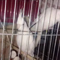 عروس هلندی