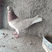 کفتر پرشی بدرد بخور|پرنده|ری, شهرک نظامی|دیوار