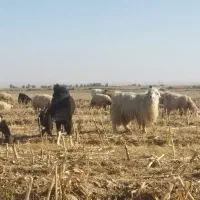 بز داشتی25تومن|حیوانات مزرعه|مهران (ایلام), |دیوار