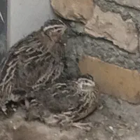بلدرچین تخم‌گذار