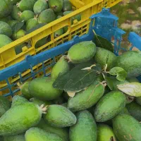 میوه فوجی تازه خوش طعم ،کیلویی ۱۰۰ تمن|خوردنی و آشامیدنی|رشت, بوسار|دیوار