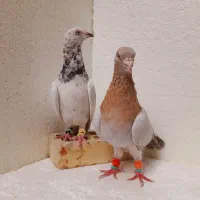 سار سرور هفترنگ نر