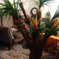 درختچه تزئینی