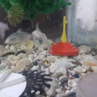 ماهی مولی|ماهی|رفسنجان, |دیوار