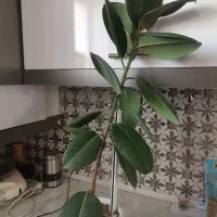 گل طبیعی|گل و گیاه طبیعی|اهر, |دیوار