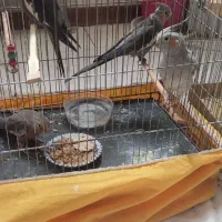 فروش عروس هلندی