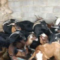 کهره نر|حیوانات مزرعه|بهبهان, |دیوار