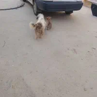 سگ تربیدشده