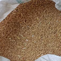 گندم دیم