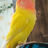 گمشده