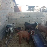 بره باکره بزابستن