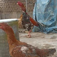 تخم مرغ لاری