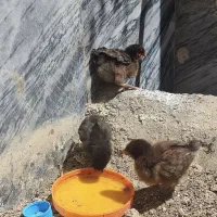 سه تا جوجه محلی