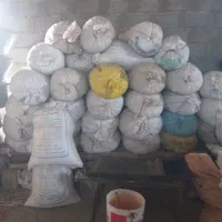 بذر قره یونجه قد بلند