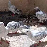 ۵تا شامی پولکی وسارهفترنگ گردن سیا کفتر تربت حیدری