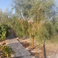 فروش باغ شهری محمودآباد میان جنگل فسا|فروش خانه و ویلا|فسا, |دیوار