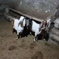 سه راس بزغاله ماده|حیوانات مزرعه|شیروان (لرستان), |دیوار