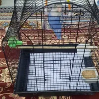 کوتوله برزیلی بهترین رنگ در نژاد خودش|پرنده|مشهد, عبادی|دیوار