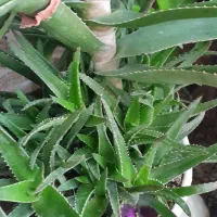 گل قشنگ وبا طراوت|گل و گیاه طبیعی|بجنورد, |دیوار