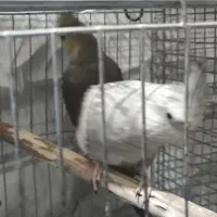 پرنده|پرنده|خمینی‌شهر, |دیوار