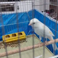 قناری دوعددسفیدوابلغ|پرنده|خمینی‌شهر, |دیوار