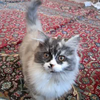 واگذاری گربه|گربه|اردبیل, |دیوار