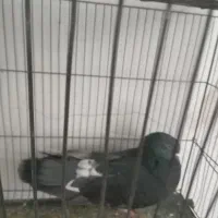 فروش ۴ کبوتر|پرنده|پاکدشت, پاکدشت (مامازند)|دیوار