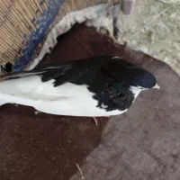 چپ سیاه