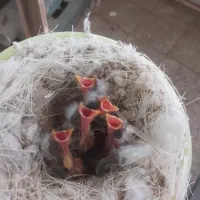 جوجه سهره سرلاکی لون ۵تایی