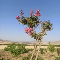 زمین-کشاورزی-باغ