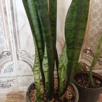 گل و گیاه طبیعی