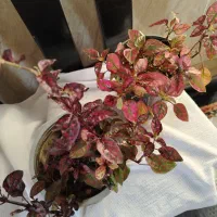 گل طبیعی آپارتمانی|گل و گیاه طبیعی|ایرانشهر, |دیوار