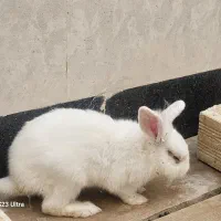 خرگوش نیمه لوپ