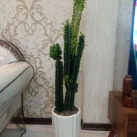 گیاه افوربیا‌