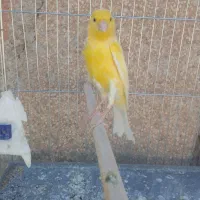 قناری سفید طلایی مست|پرنده|شیراز, کوشک میدان|دیوار