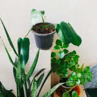 فیلندندرون|حراج|سرپل ذهاب, |دیوار