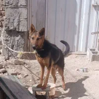 ماده سگ ژرمن