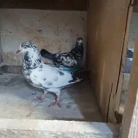 کبوتر|پرنده|رشت, سیا اسطلخ|دیوار