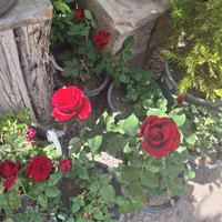 گل رز قرمز سرشاخه پاییزی