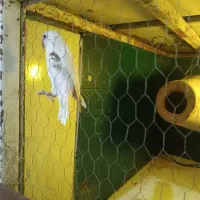 کوتوله برزیلی