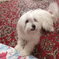 سگ پیداشده|سگ|شهرضا, |دیوار