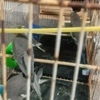 جوجه عروس هلندی|پرنده|مهران (ایلام), |دیوار