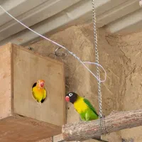 گرینچیک کوتوله برزیلی|پرنده|میناب, |دیوار