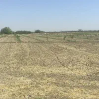 زمین کشاورزی با ۴۵۰عدد درخت گردو اسرائیلی|فروش دفتر صنعتی، کشاورزی، تجاری|چناران, |دیوار