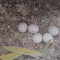 طوطی ملنگو مولد|پرنده|ماکو, |دیوار