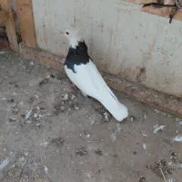 کلفه|پرنده|اردبیل, |دیوار