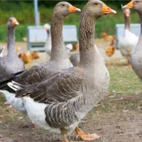 فروش غاز محلی