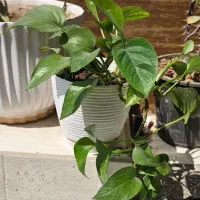 گل خانگی|گل و گیاه طبیعی|بندر دیر, |دیوار